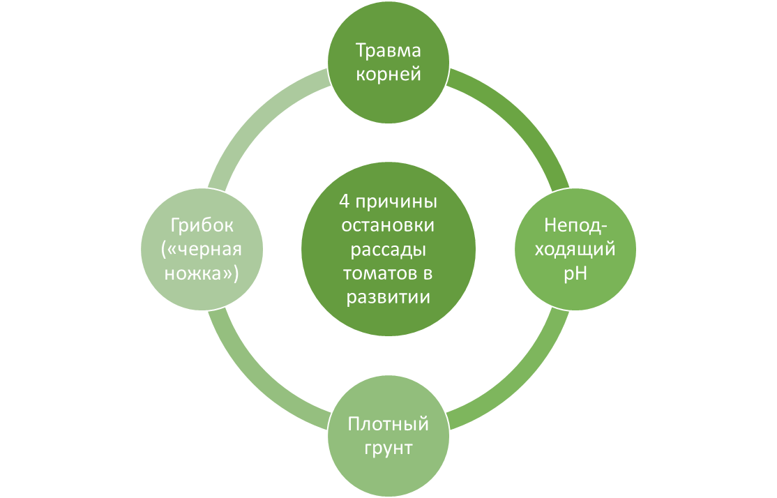 Четыре причины остановки рассады томатов в развитии