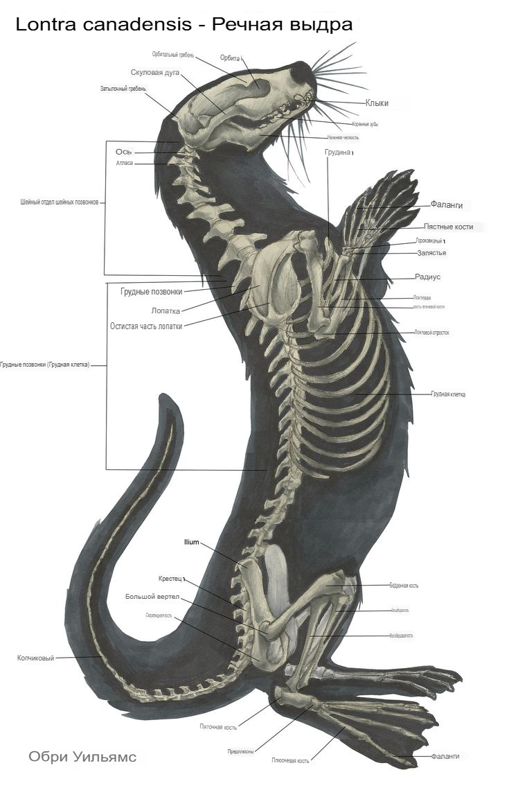 Выдры — представители семейства куньих