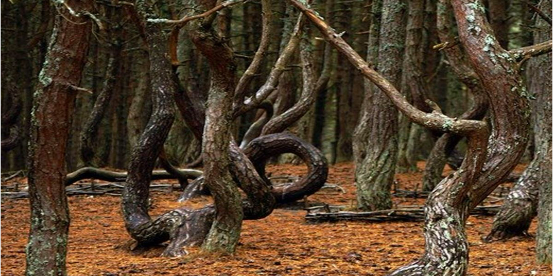 Тайны России. Часть 4. Танцующие деревья, гиблые болота и обитель богов