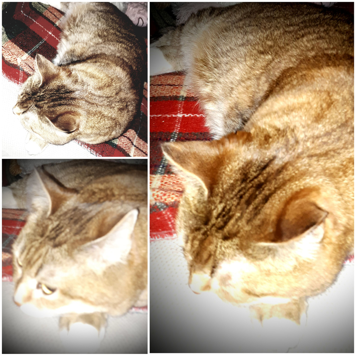 Коллаж автора 09.04.2026г.