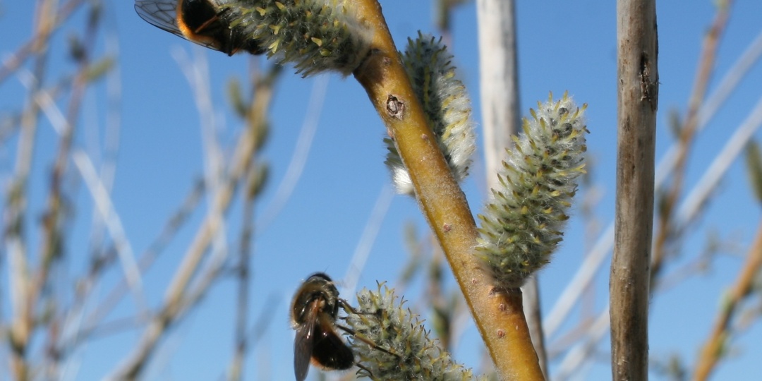 Оживились журчалки