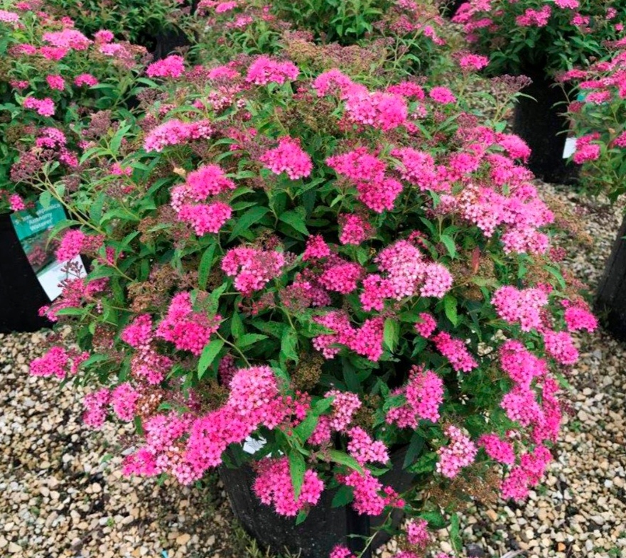 Антони Ватерер