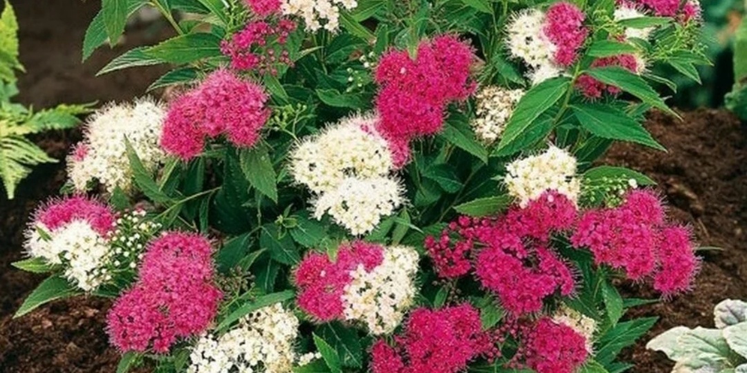 Прекрасный неприхотливый кустарник для сада. Спирея японская.