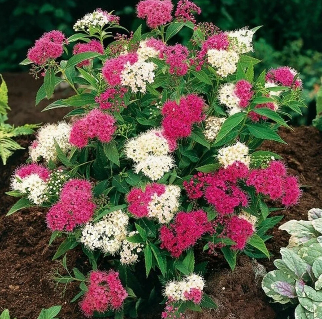 Дженпей / Широбана