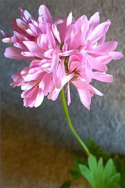 Один из цветоносов прошлогоднего кустика.