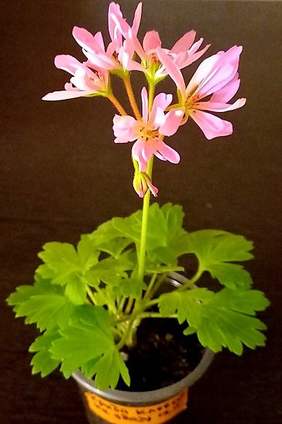 А это уже цветение свежего черенка.