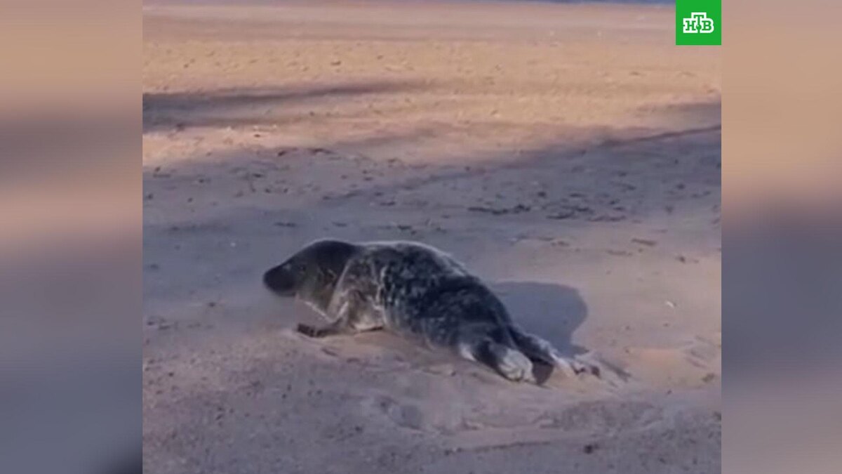    Фото: «Фонд друзей балтийской нерпы»