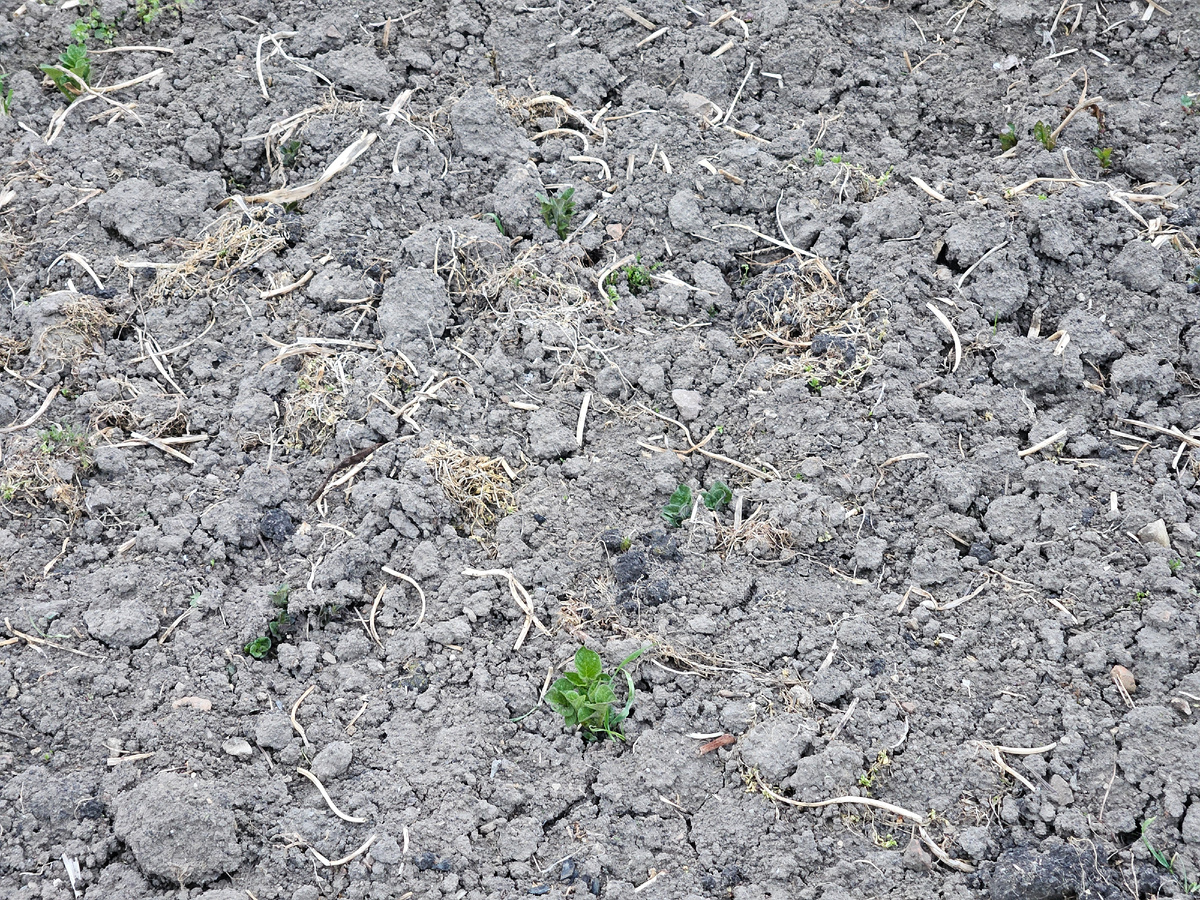 Картошка всходит