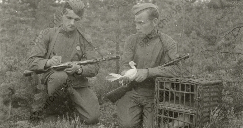 «Голубь №48 против ястреба»: подвиг пернатых на фронте и почему фашисты расстреливали за укрывательство птиц