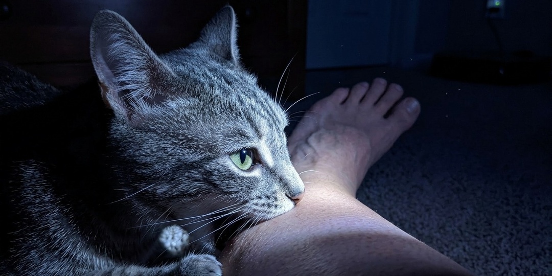 Кошка кусает за ноги и убегает. Что скрывается за её поведением?