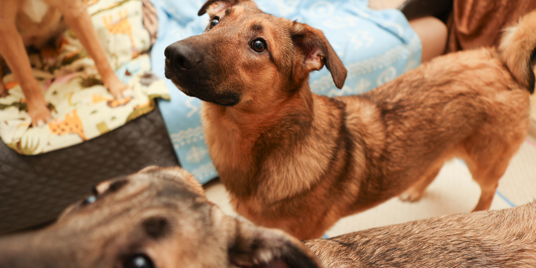 Эта собака не бросается в глаза. Она остаётся в сердце
