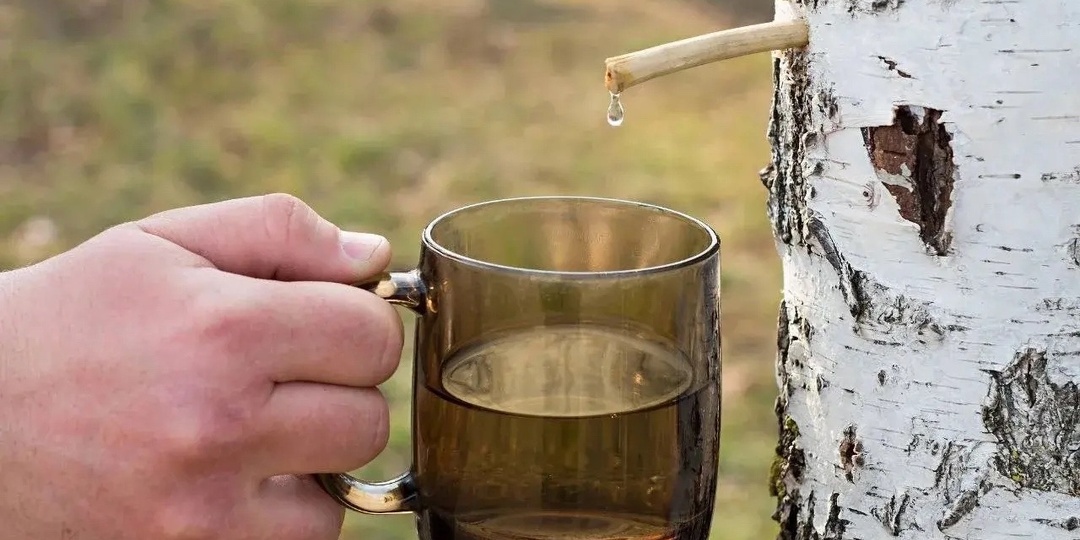 И Родина щедро поила меня берёзовым соком, берёзовым соком...