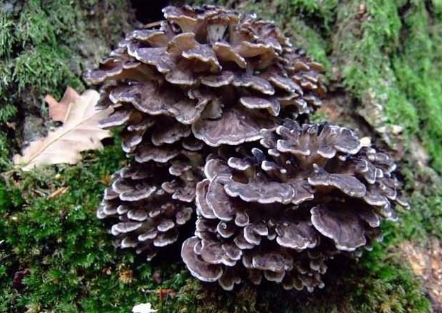 Грифола курчавая