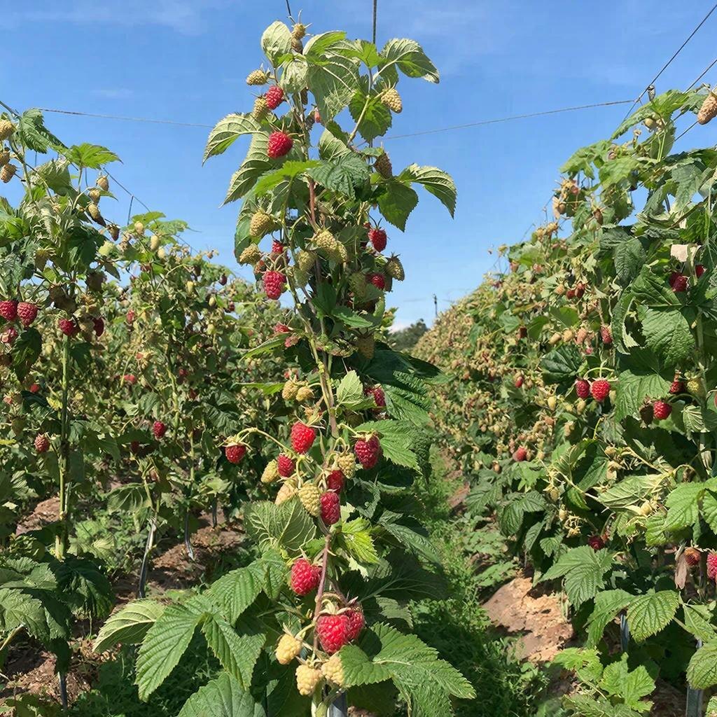 Малинник с подвязанными кустами. На фото видны разные стадии созревания ягод — от зелёных до ярко‑красных. Кусты подвязаны к шпалере для удобства ухода и сбора урожая. Иллюстрация автора.