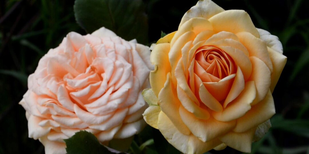 Роза Капучино.