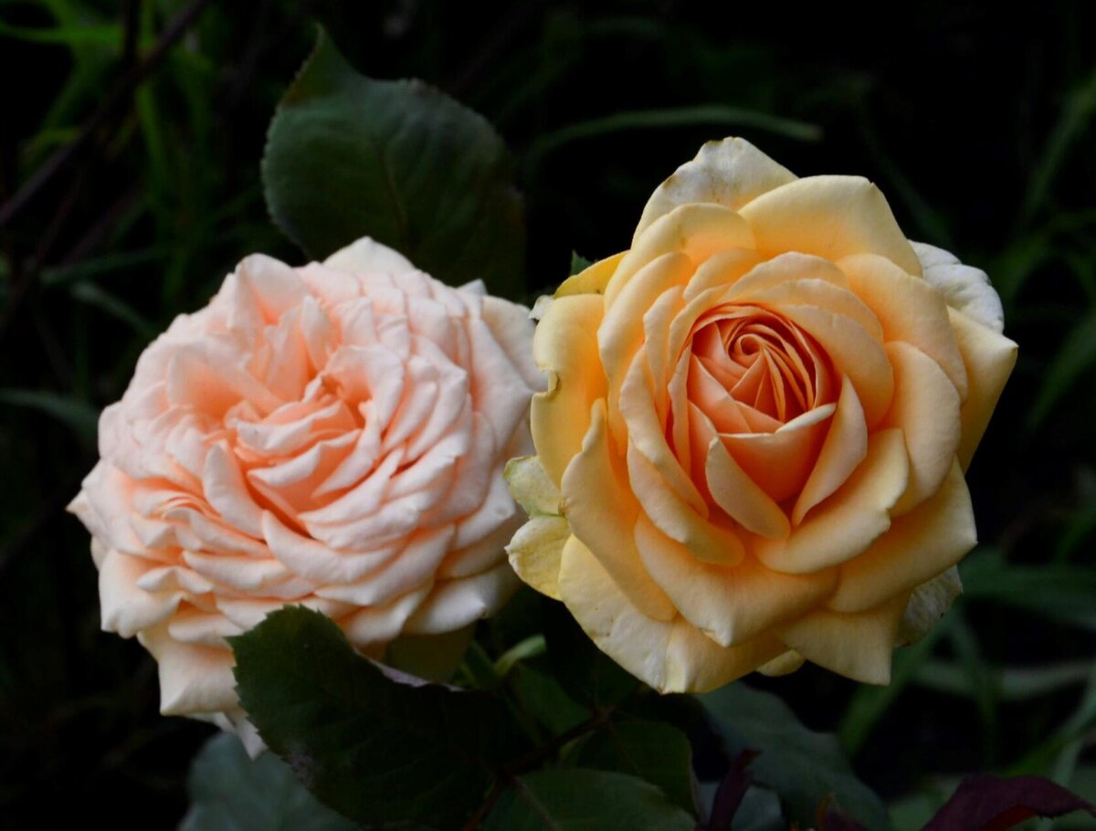 Роза Капучино.