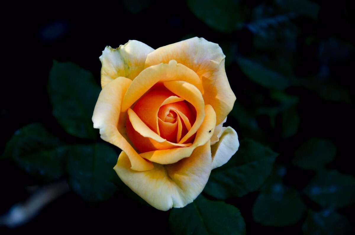 Первое цветение розы в моём саду.