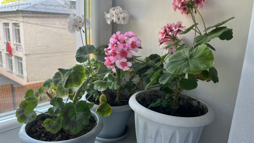    Фото progorod43.ru. К публикации отношения не имеет