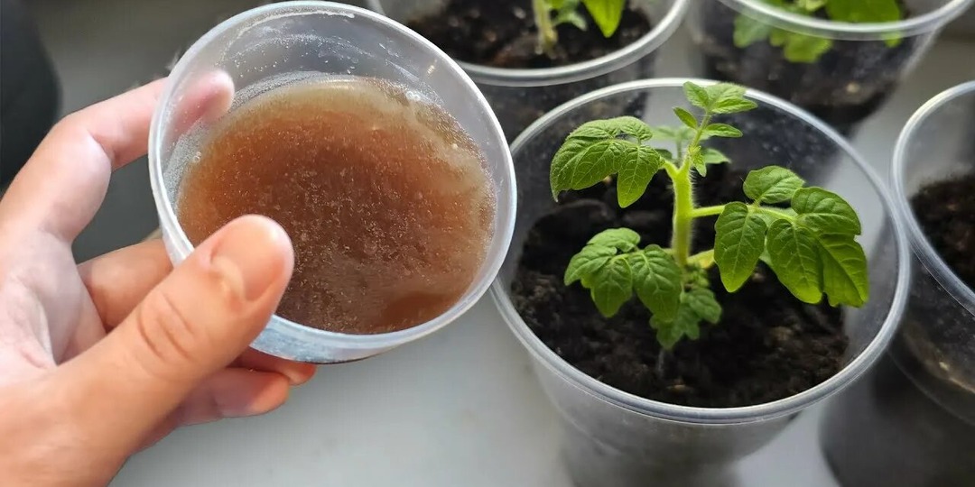 8-9 часов и рассада томатов крепка и здорова: 5 натуральных подкормок для помидоров в апреле