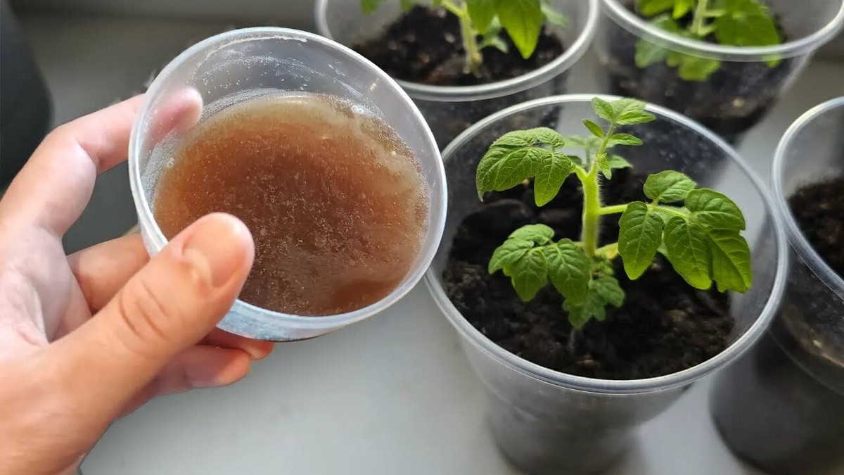 Подкормка томатов