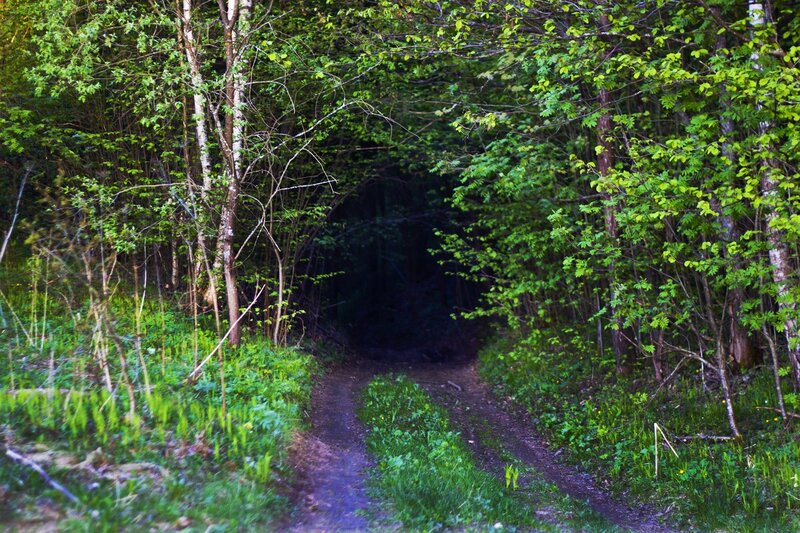 Въезд в лес