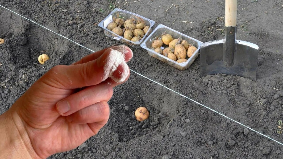 Посадка картошки