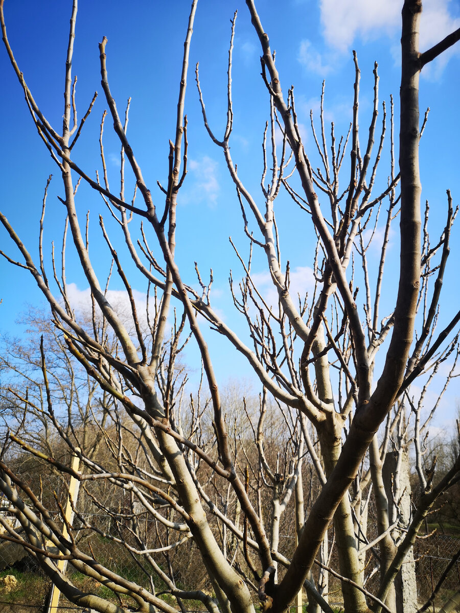 Верхушка куста инжира, которая вымахала за три года