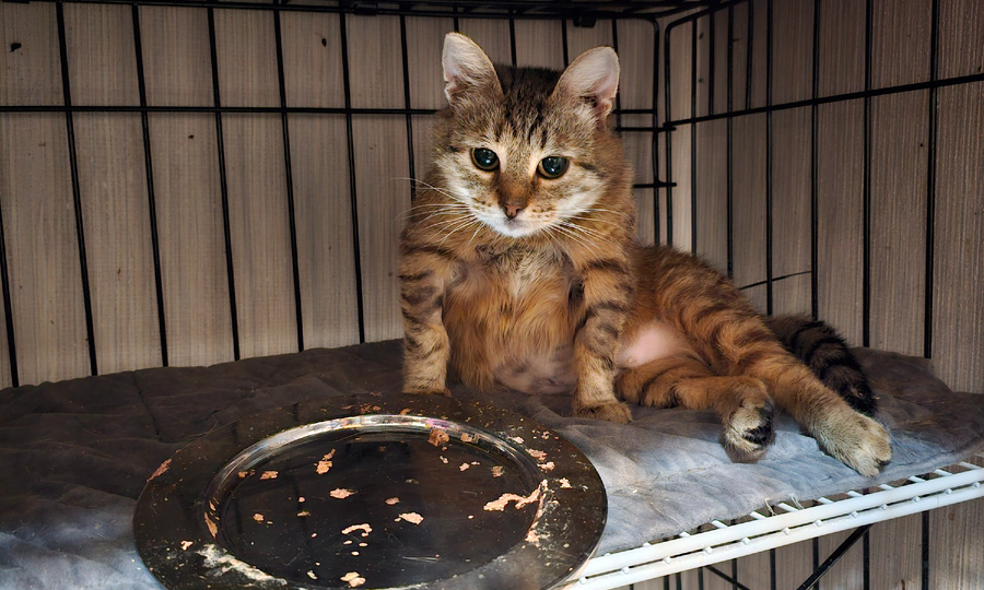 В приюте доедают последние крохи...