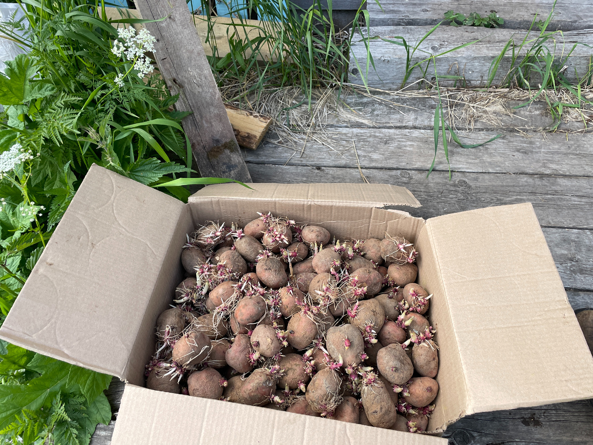 Вот такая картошка)