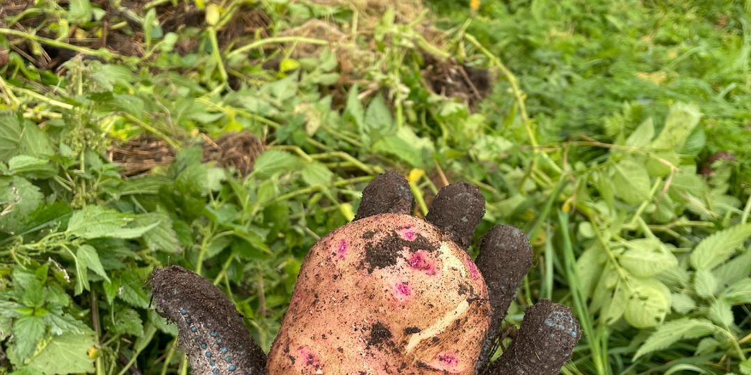 Выращивание картошки под сеном на дачном участке.