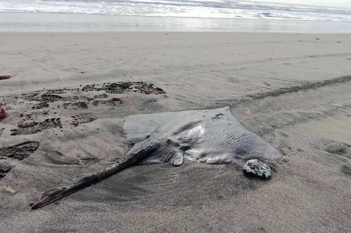    На Курилах спасли редкого ската «морского ромба»