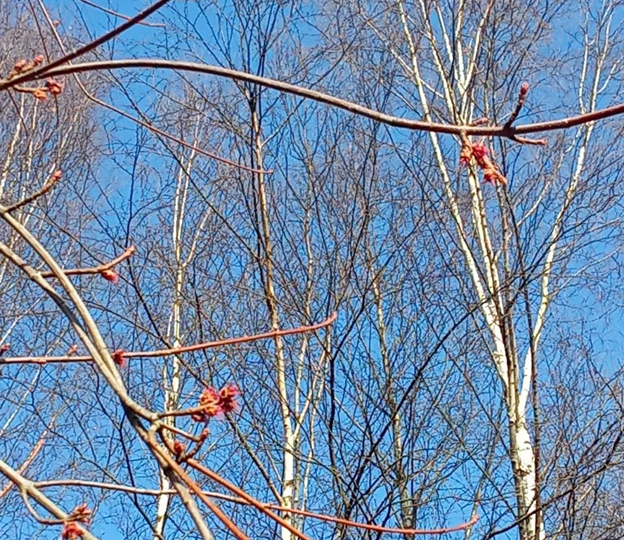 Намедни: прогулка за вербой в последний тёплый день