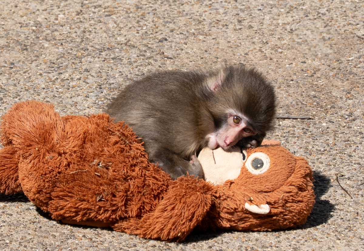 Фото: Daiei Onoguchi / Wikimedia