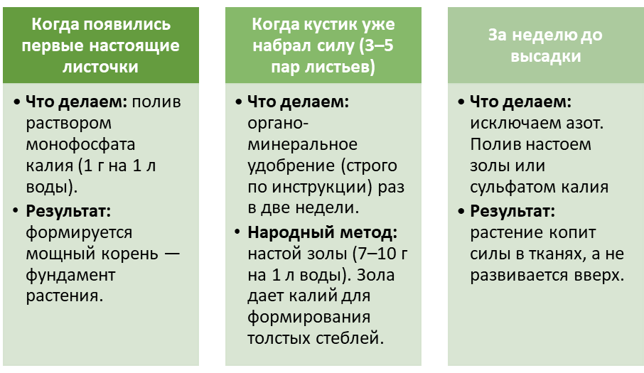 Как кормить рассаду томатов