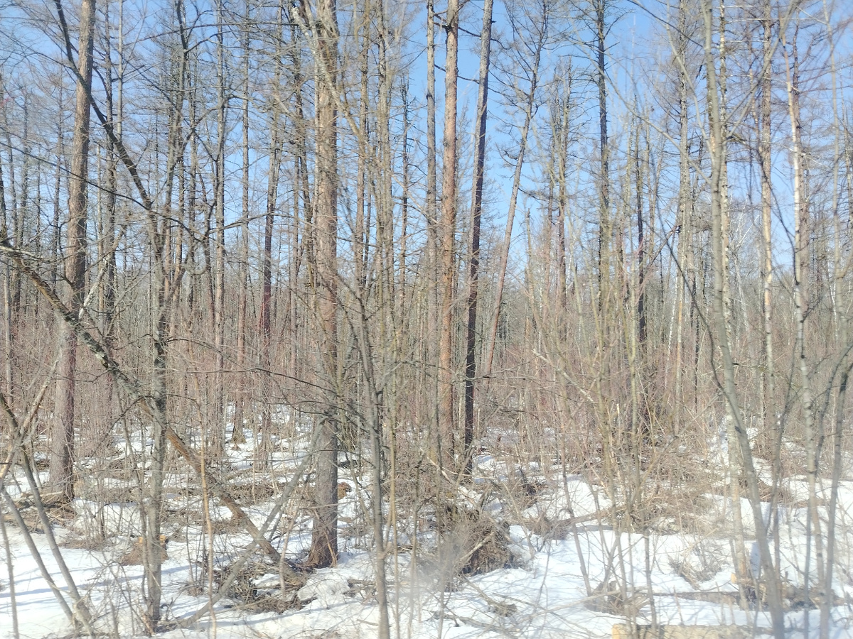 Пологий склон на высоте около 1000 м над уровнем моря покрыт светлохвойной тайгой с лиственницей.