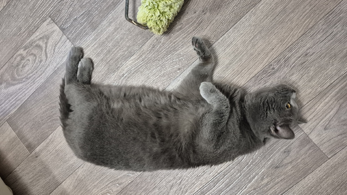 в квартире серое все, даже кот