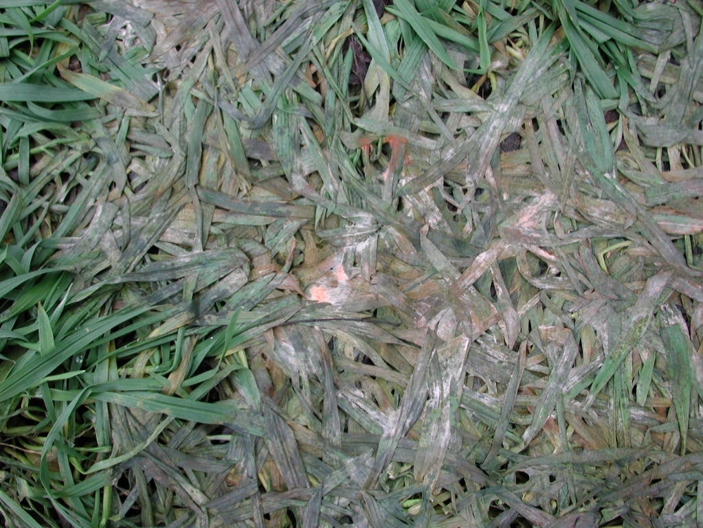 Снежная плесень. Фото из открытых источников.