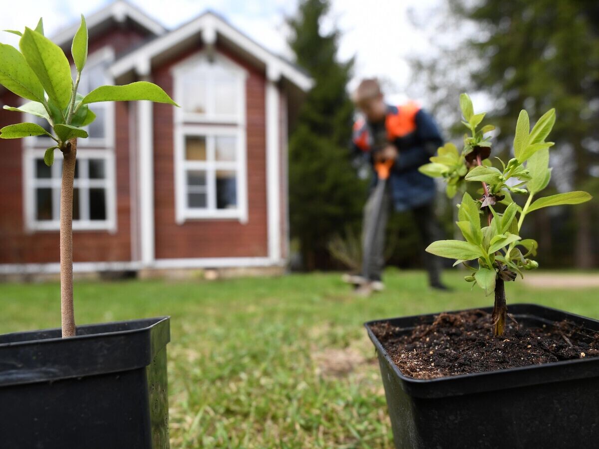    Дачный участок | © РИА Новости / Кирилл Каллиников