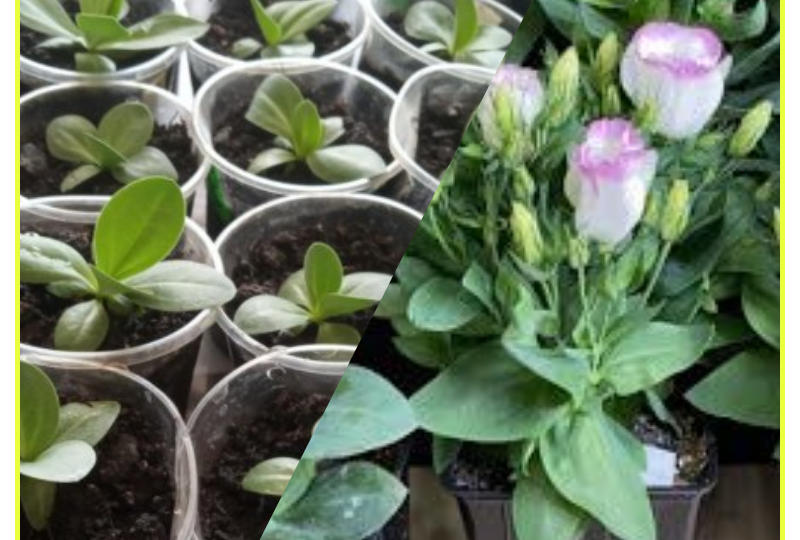 Что делать, если рассада эустомы остановилась в росте