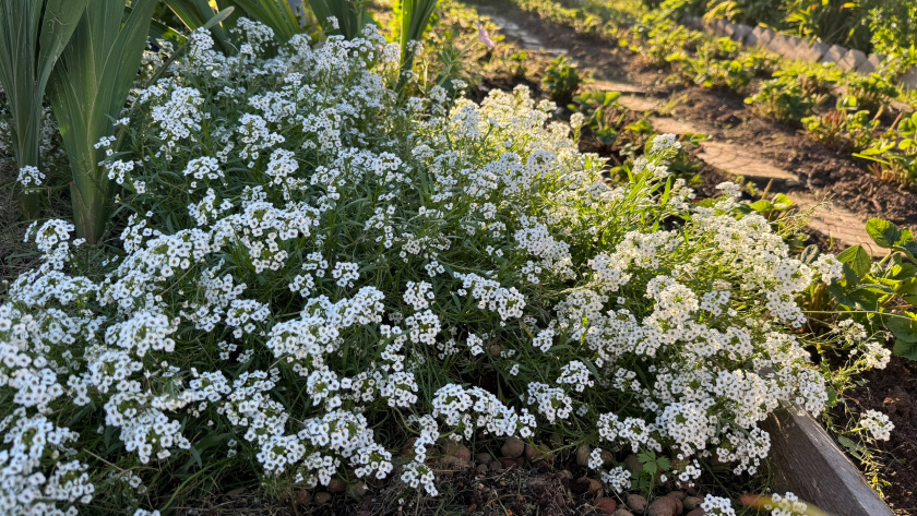    Фото progorod43.ru