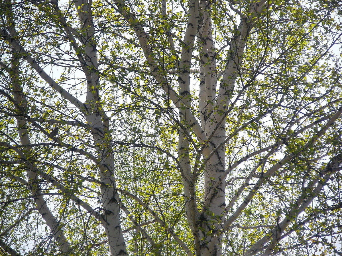 Фото №1. Молодая листва берёзы