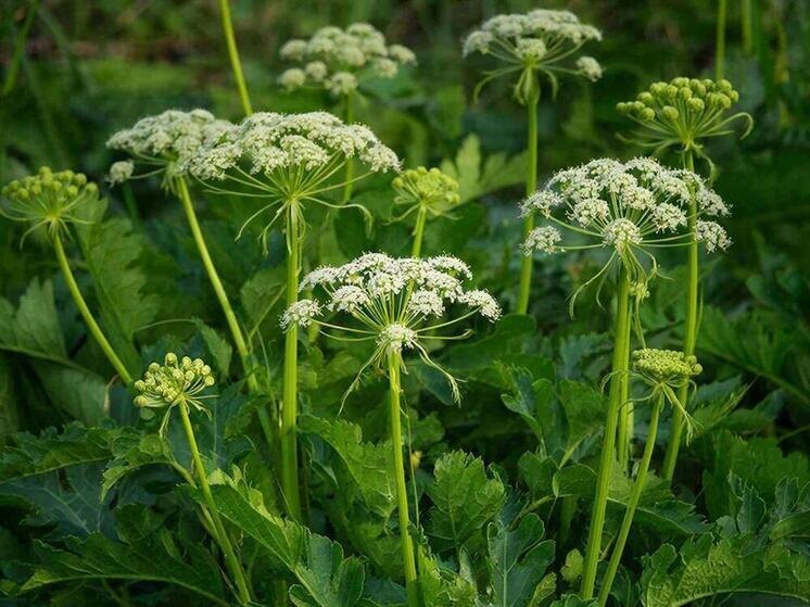     Фото сгенерировано ИИ