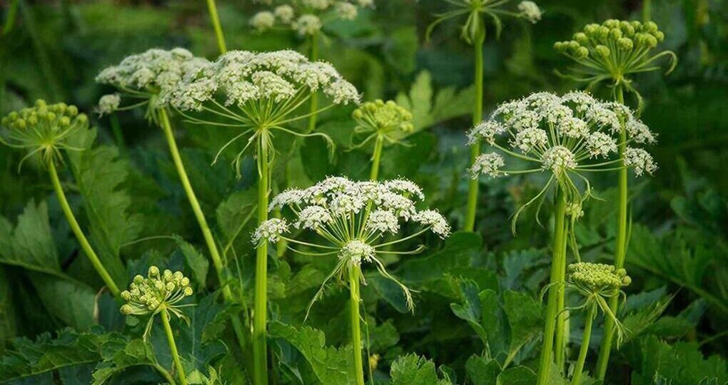 В Сыктывкаре обработают от борщевика огромную часть территории