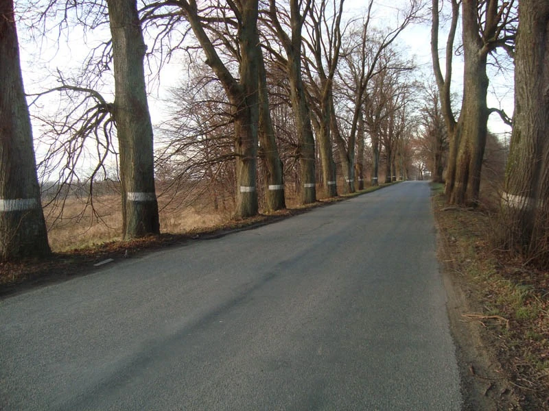 Светлогорское шоссе.