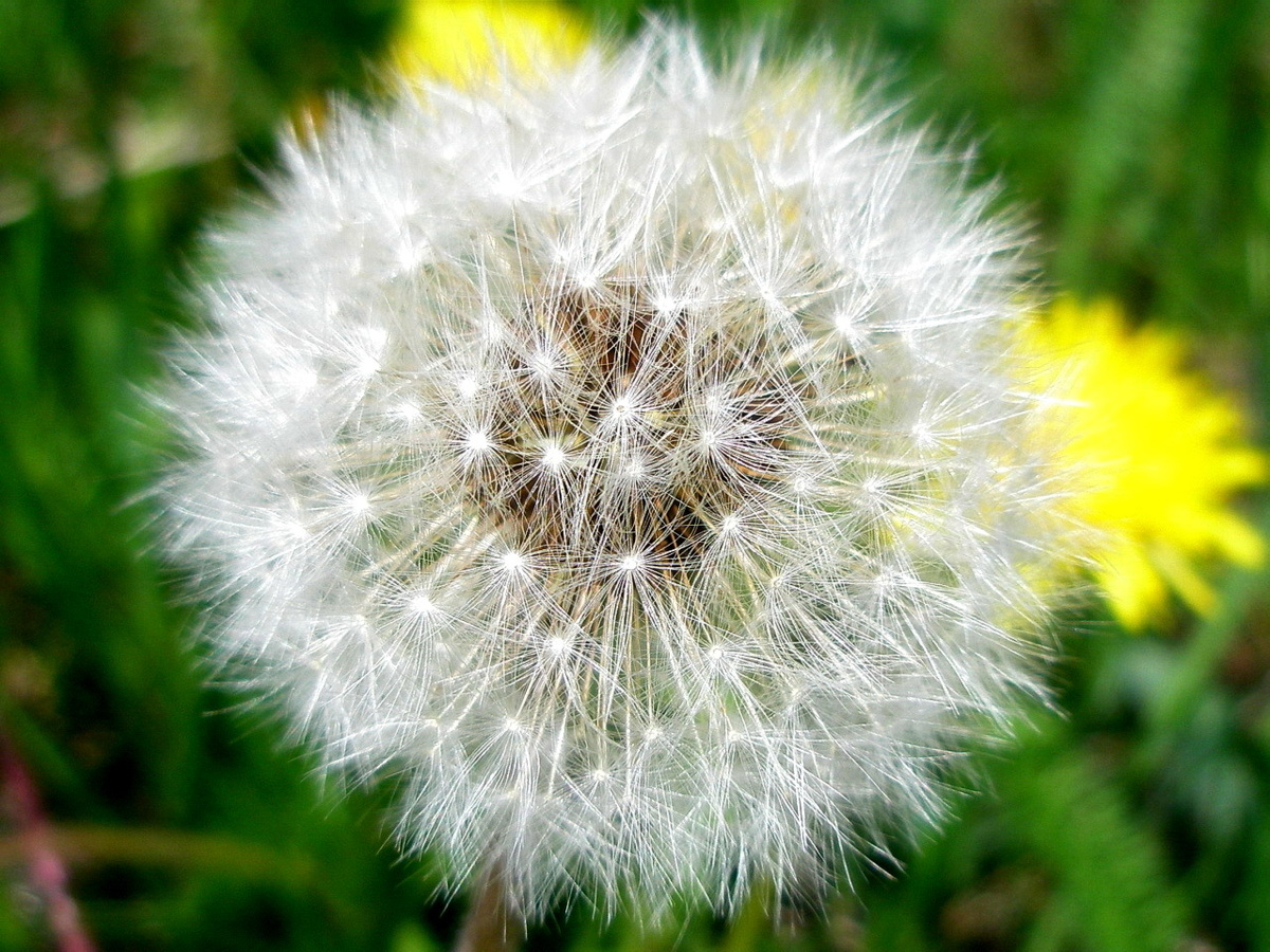 Фото: Семена одуванчика, готовые покорять мир
