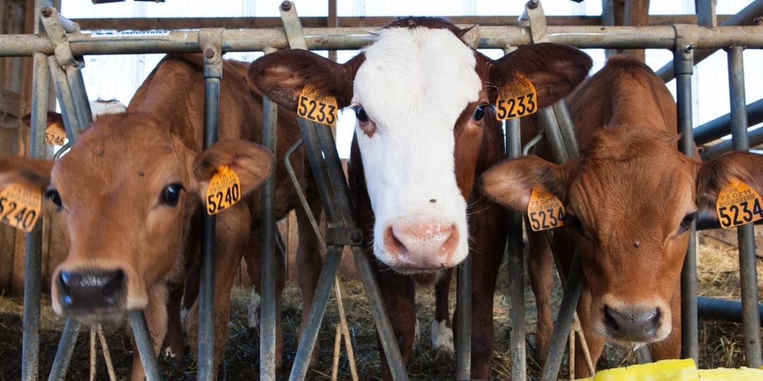 "Снизить общественный резонанс": прокуратура внесла представление министру сельского хозяйства НСО из-за изъятия скота