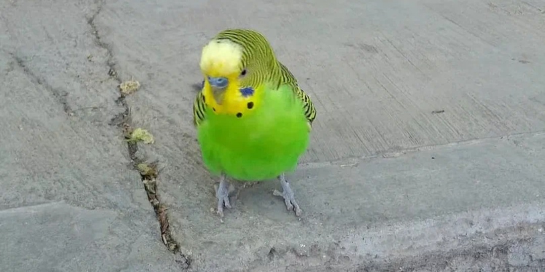 Сбежал, но не вернулся: может ли волнистый попугай найти дорогу домой, если улетит