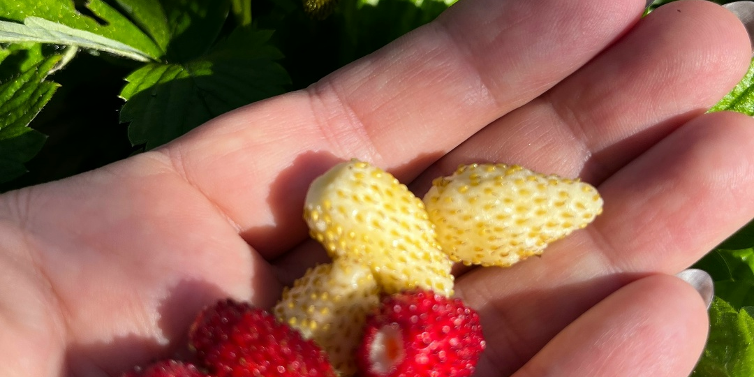 ВЕСЕННЯЯ ПРОБУДКА РЕМОНТАНТНОЙ ЗЕМЛЯНИКИ: НЕ ТА, КАК У ВСЕХ