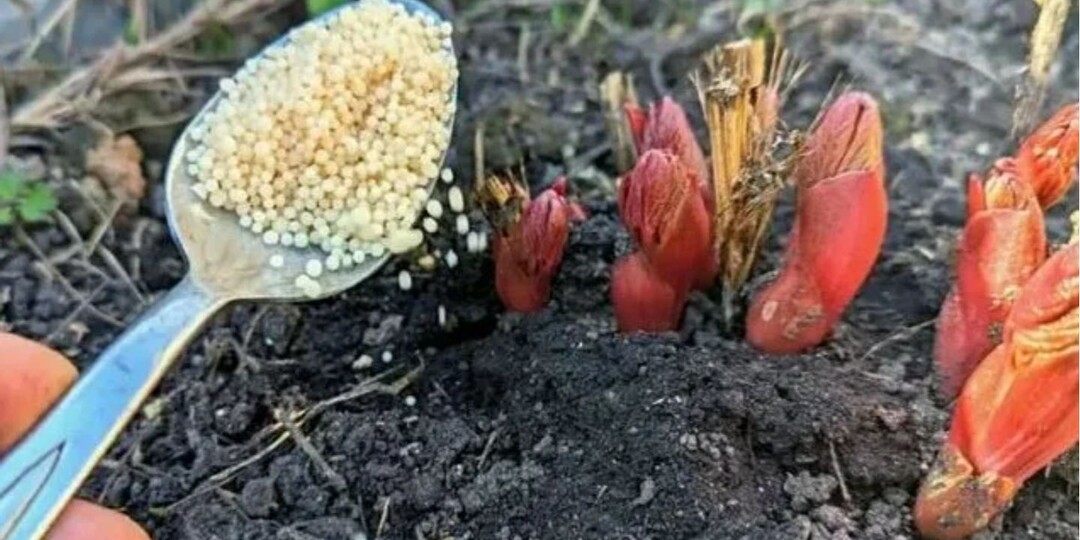 Подкормка для пионов в апреле мае. Для пышных больших цветов которые будут долго цвести и радовать глаз.