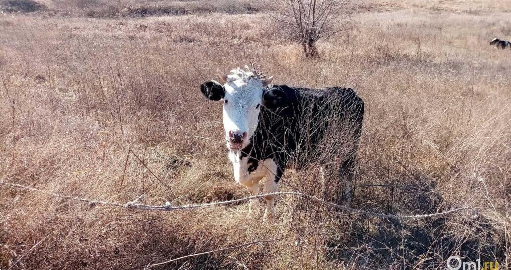 Новосибирская прокуратура предостерегла власти из-за ситуации со скотом